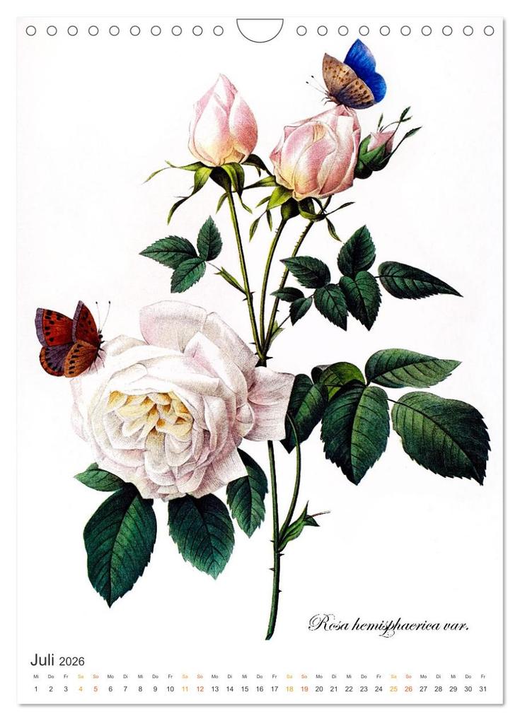 Weitere Ansicht: Rosen-Jahr (Wandkalender 2026 DIN A4 hoch), CALVENDO Monatskalender | bilwissedition, Layout: Babette Reek, Calvendo