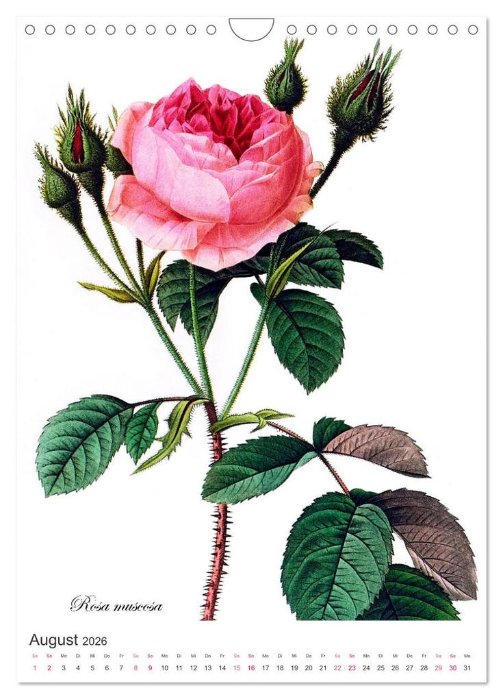 Weitere Ansicht: Rosen-Jahr (Wandkalender 2026 DIN A4 hoch), CALVENDO Monatskalender | bilwissedition, Layout: Babette Reek, Calvendo