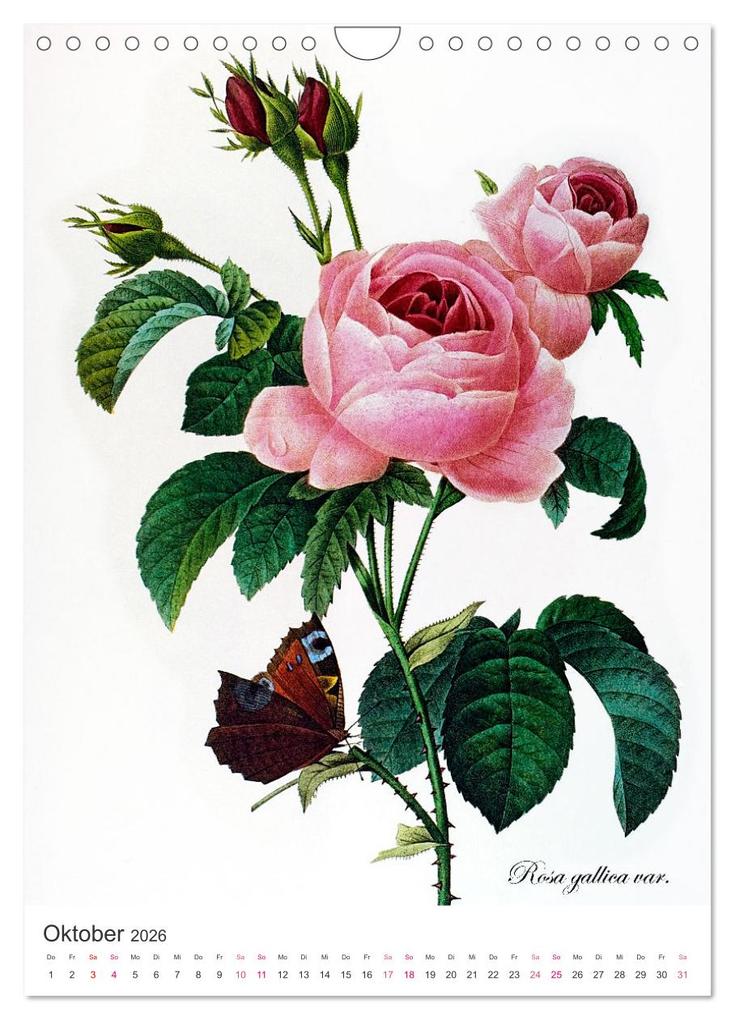 Weitere Ansicht: Rosen-Jahr (Wandkalender 2026 DIN A4 hoch), CALVENDO Monatskalender | bilwissedition, Layout: Babette Reek, Calvendo