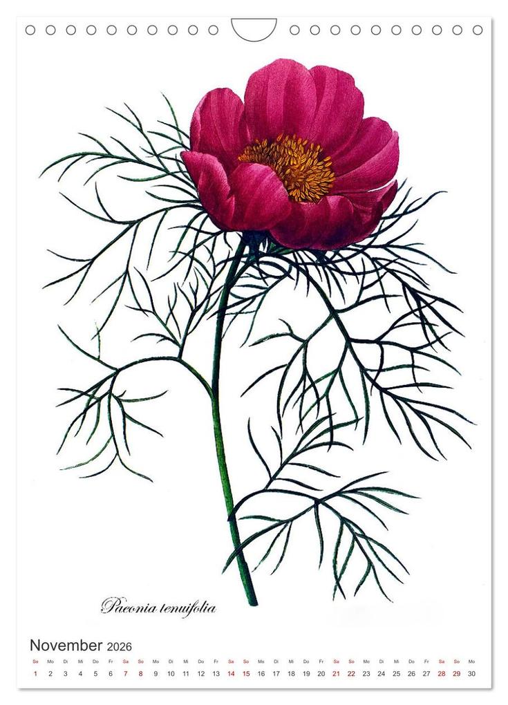 Weitere Ansicht: Rosen-Jahr (Wandkalender 2026 DIN A4 hoch), CALVENDO Monatskalender | bilwissedition, Layout: Babette Reek, Calvendo