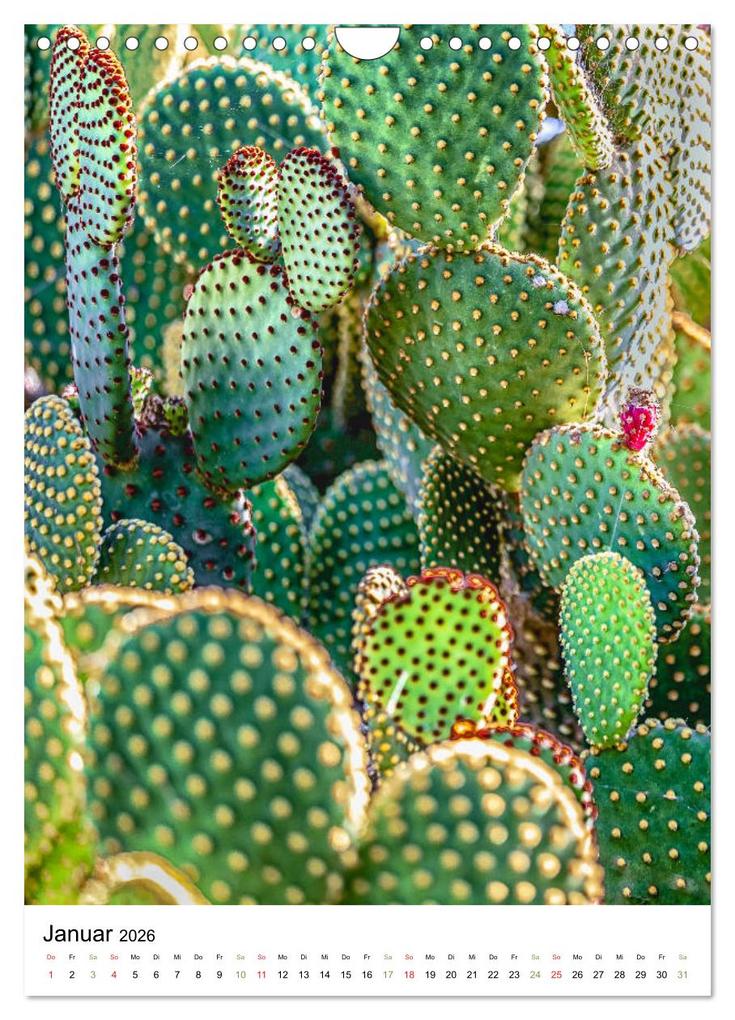 Weitere Ansicht: Kakteen - Stacheliges aus Südamerika (Wandkalender 2026 DIN A4 hoch), CALVENDO Monatskalender | Calvendo, Dieter Meyer
