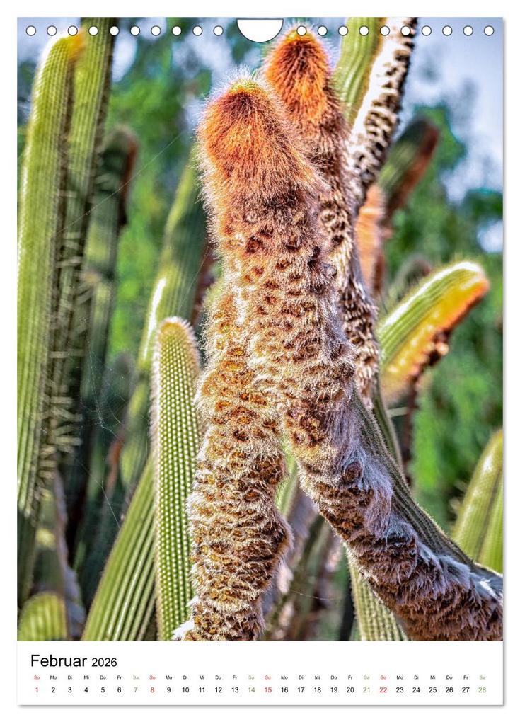 Weitere Ansicht: Kakteen - Stacheliges aus Südamerika (Wandkalender 2026 DIN A4 hoch), CALVENDO Monatskalender | Calvendo, Dieter Meyer
