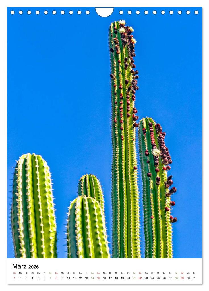 Weitere Ansicht: Kakteen - Stacheliges aus Südamerika (Wandkalender 2026 DIN A4 hoch), CALVENDO Monatskalender | Calvendo, Dieter Meyer