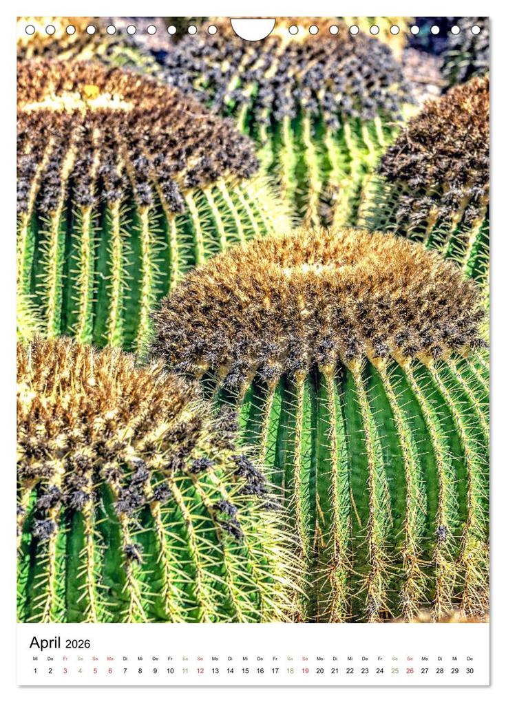 Weitere Ansicht: Kakteen - Stacheliges aus Südamerika (Wandkalender 2026 DIN A4 hoch), CALVENDO Monatskalender | Calvendo, Dieter Meyer