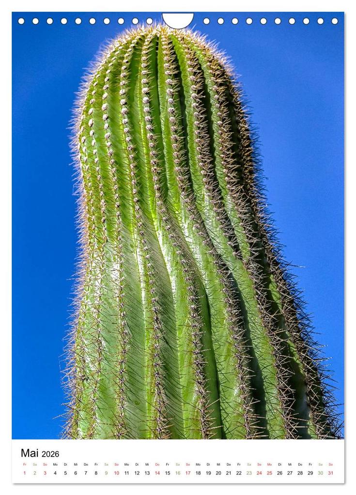 Weitere Ansicht: Kakteen - Stacheliges aus Südamerika (Wandkalender 2026 DIN A4 hoch), CALVENDO Monatskalender | Calvendo, Dieter Meyer