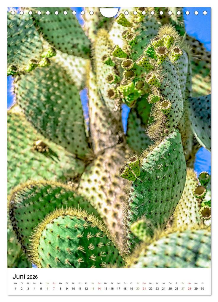 Weitere Ansicht: Kakteen - Stacheliges aus Südamerika (Wandkalender 2026 DIN A4 hoch), CALVENDO Monatskalender | Calvendo, Dieter Meyer