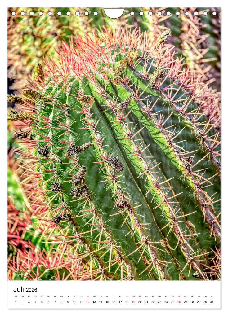 Weitere Ansicht: Kakteen - Stacheliges aus Südamerika (Wandkalender 2026 DIN A4 hoch), CALVENDO Monatskalender | Calvendo, Dieter Meyer