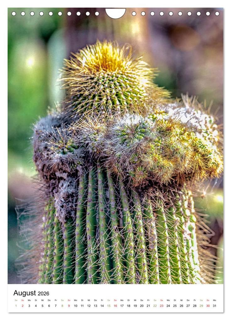 Weitere Ansicht: Kakteen - Stacheliges aus Südamerika (Wandkalender 2026 DIN A4 hoch), CALVENDO Monatskalender | Calvendo, Dieter Meyer