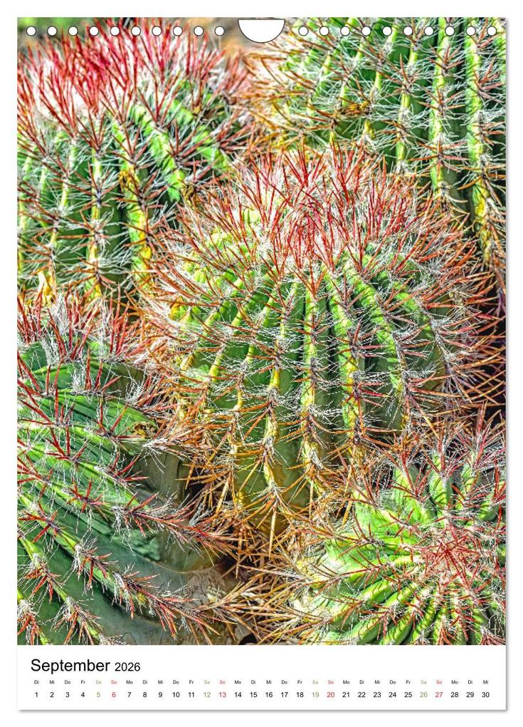 Weitere Ansicht: Kakteen - Stacheliges aus Südamerika (Wandkalender 2026 DIN A4 hoch), CALVENDO Monatskalender | Calvendo, Dieter Meyer