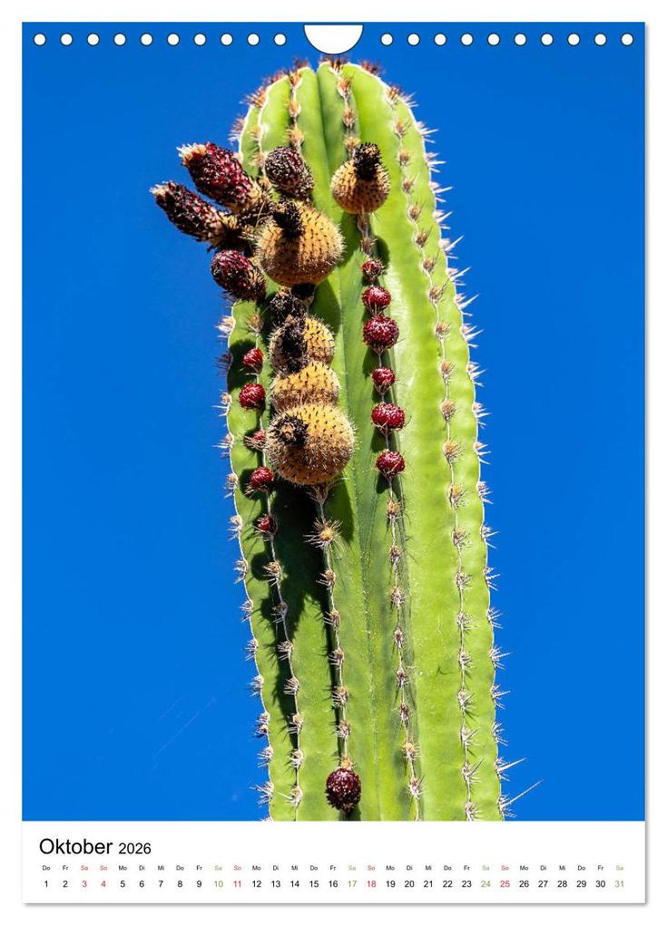 Weitere Ansicht: Kakteen - Stacheliges aus Südamerika (Wandkalender 2026 DIN A4 hoch), CALVENDO Monatskalender | Calvendo, Dieter Meyer