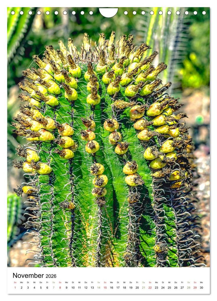 Weitere Ansicht: Kakteen - Stacheliges aus Südamerika (Wandkalender 2026 DIN A4 hoch), CALVENDO Monatskalender | Calvendo, Dieter Meyer