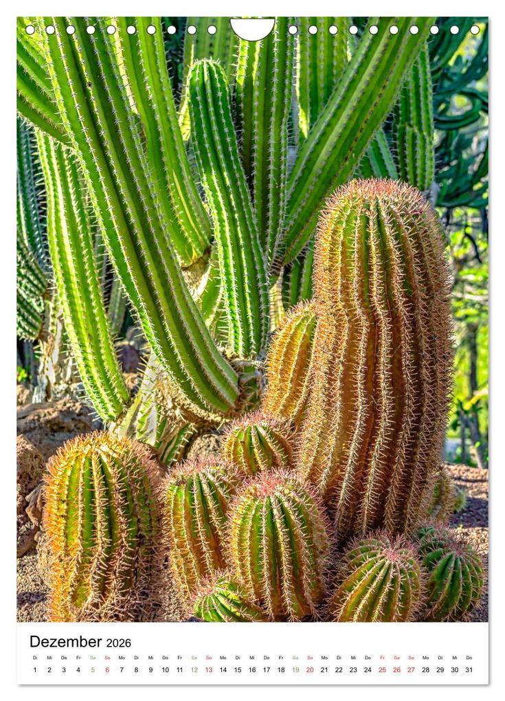 Weitere Ansicht: Kakteen - Stacheliges aus Südamerika (Wandkalender 2026 DIN A4 hoch), CALVENDO Monatskalender | Calvendo, Dieter Meyer