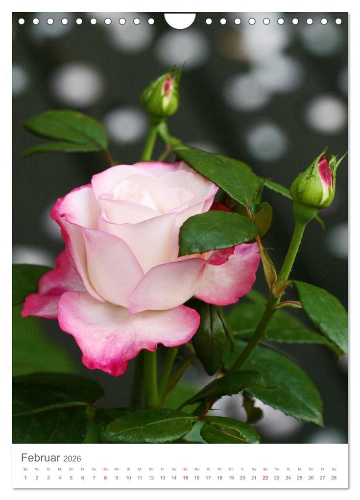 Weitere Ansicht: Glücklich mit Rosen (Wandkalender 2026 DIN A4 hoch), CALVENDO Monatskalender | Calvendo, Gisela Kruse