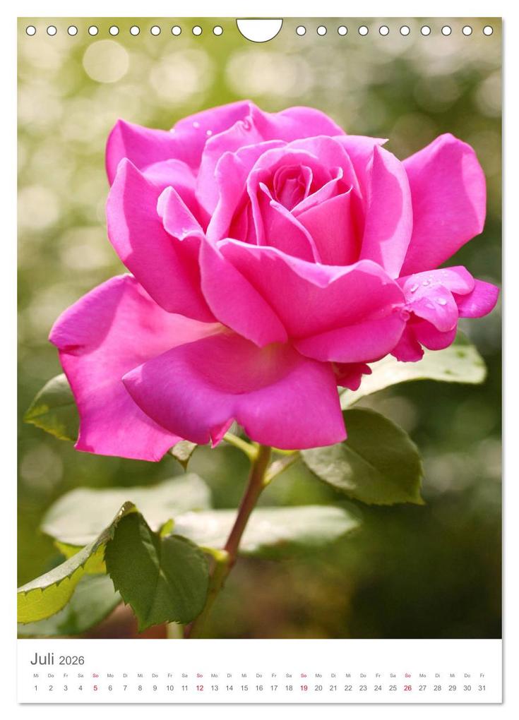 Weitere Ansicht: Glücklich mit Rosen (Wandkalender 2026 DIN A4 hoch), CALVENDO Monatskalender | Calvendo, Gisela Kruse
