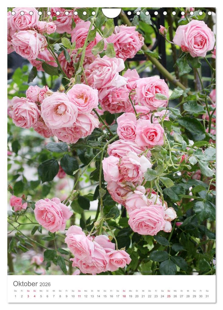 Weitere Ansicht: Glücklich mit Rosen (Wandkalender 2026 DIN A4 hoch), CALVENDO Monatskalender | Calvendo, Gisela Kruse