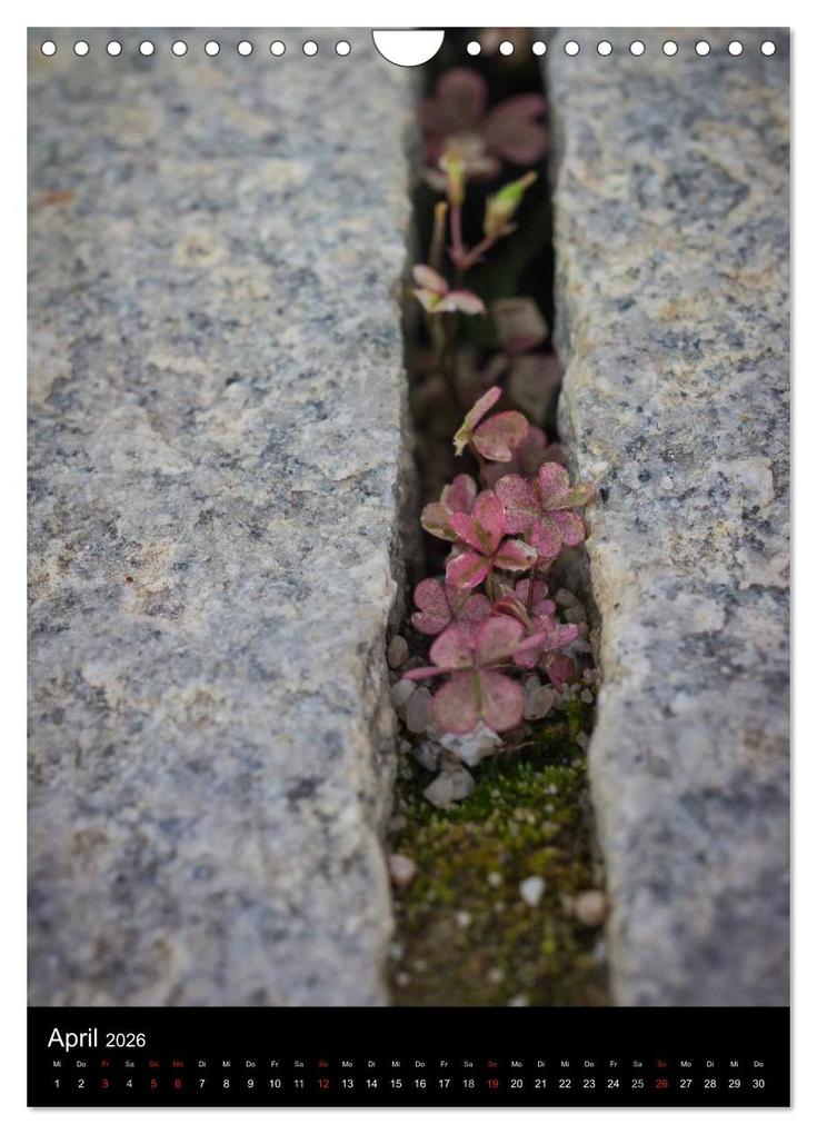 Weitere Ansicht: Japan im Blickpunkt (Wandkalender 2026 DIN A4 hoch), CALVENDO Monatskalender | Nina Karin Neumann, Calvendo