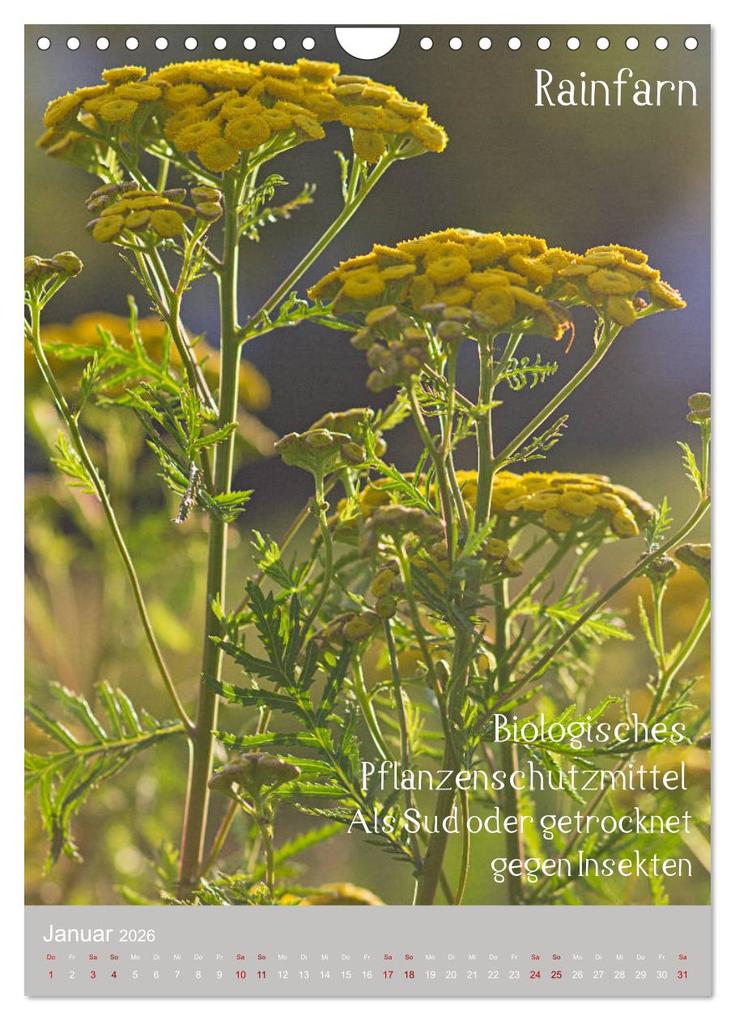 Weitere Ansicht: Unkräuter - Nützliche Wildpflanzen auf der Wiese (Wandkalender 2026 DIN A4 hoch), CALVENDO Monatskalender | Drachenkind-Fotografie Drachenkind-Fotografie, Calvendo, Drachenkind-Fotografie