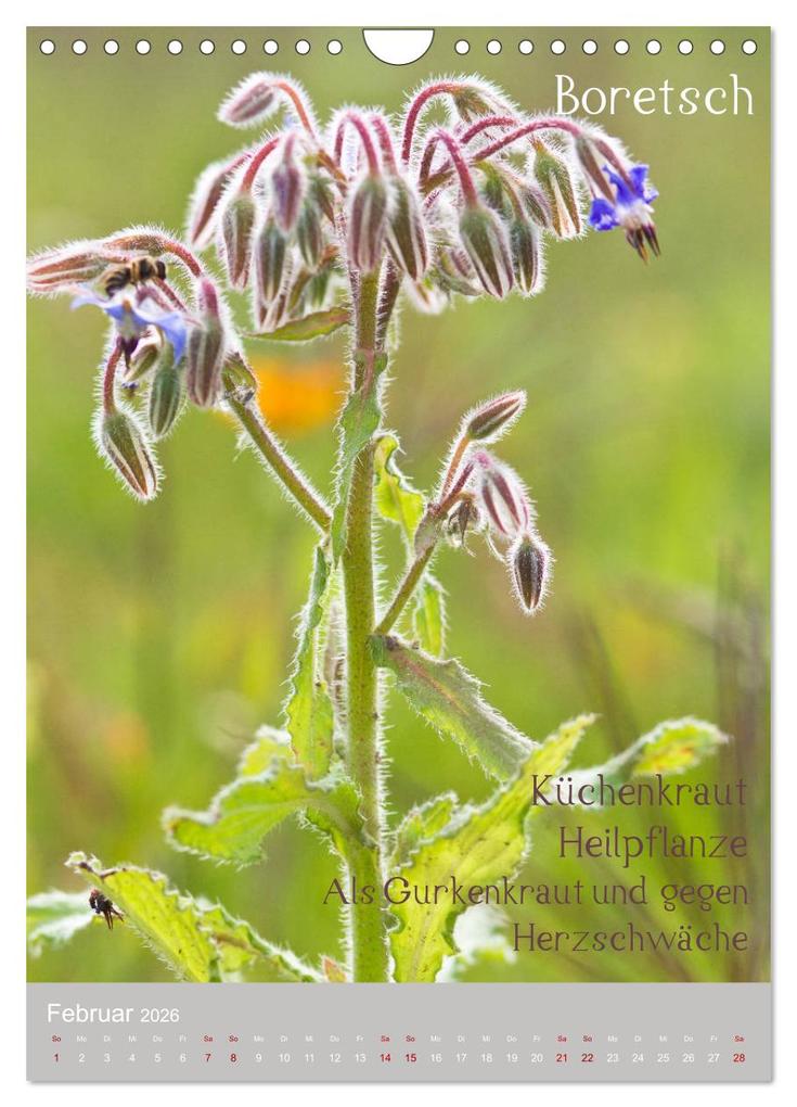 Weitere Ansicht: Unkräuter - Nützliche Wildpflanzen auf der Wiese (Wandkalender 2026 DIN A4 hoch), CALVENDO Monatskalender | Drachenkind-Fotografie Drachenkind-Fotografie, Calvendo, Drachenkind-Fotografie
