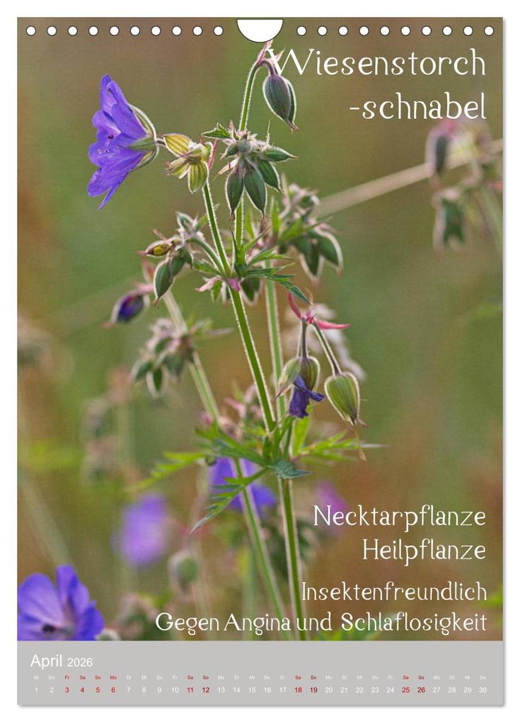 Weitere Ansicht: Unkräuter - Nützliche Wildpflanzen auf der Wiese (Wandkalender 2026 DIN A4 hoch), CALVENDO Monatskalender | Drachenkind-Fotografie Drachenkind-Fotografie, Calvendo, Drachenkind-Fotografie