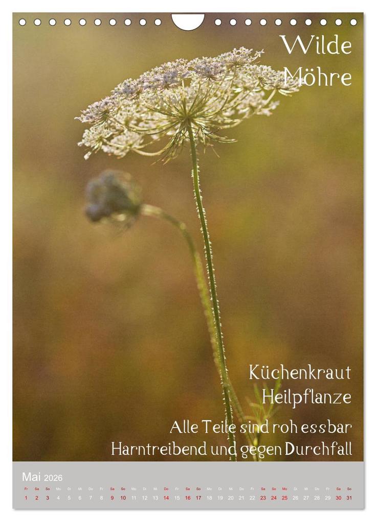 Weitere Ansicht: Unkräuter - Nützliche Wildpflanzen auf der Wiese (Wandkalender 2026 DIN A4 hoch), CALVENDO Monatskalender | Drachenkind-Fotografie Drachenkind-Fotografie, Calvendo, Drachenkind-Fotografie