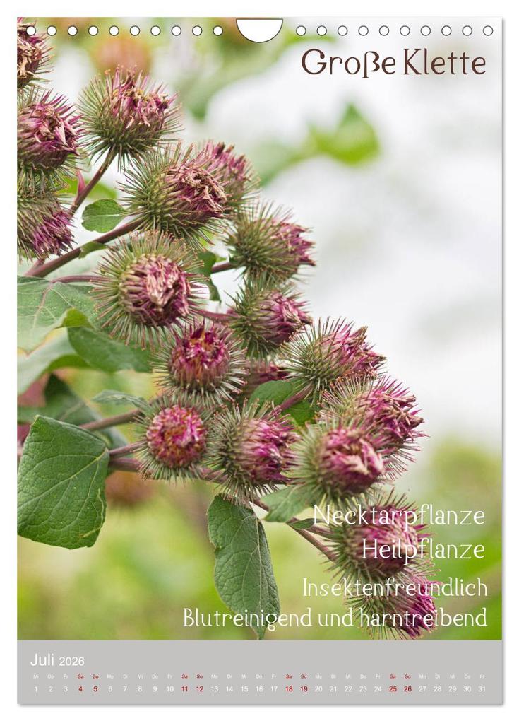Weitere Ansicht: Unkräuter - Nützliche Wildpflanzen auf der Wiese (Wandkalender 2026 DIN A4 hoch), CALVENDO Monatskalender | Drachenkind-Fotografie Drachenkind-Fotografie, Calvendo, Drachenkind-Fotografie