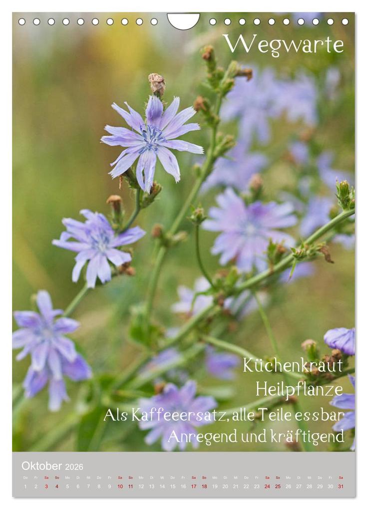 Weitere Ansicht: Unkräuter - Nützliche Wildpflanzen auf der Wiese (Wandkalender 2026 DIN A4 hoch), CALVENDO Monatskalender | Drachenkind-Fotografie Drachenkind-Fotografie, Calvendo, Drachenkind-Fotografie