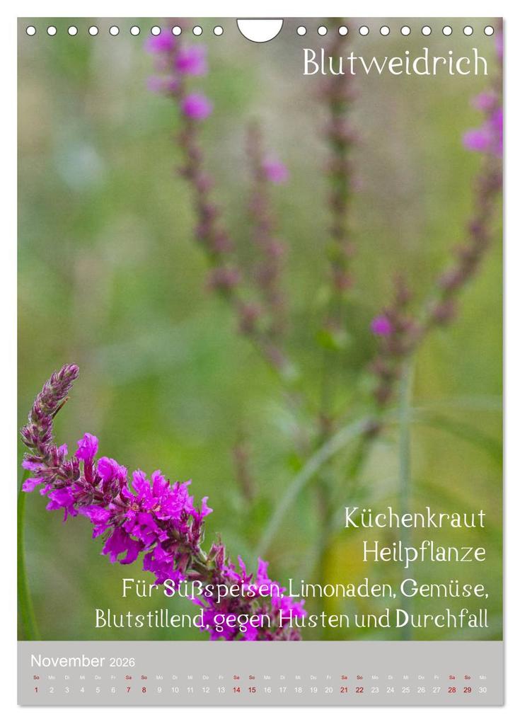 Weitere Ansicht: Unkräuter - Nützliche Wildpflanzen auf der Wiese (Wandkalender 2026 DIN A4 hoch), CALVENDO Monatskalender | Drachenkind-Fotografie Drachenkind-Fotografie, Calvendo, Drachenkind-Fotografie