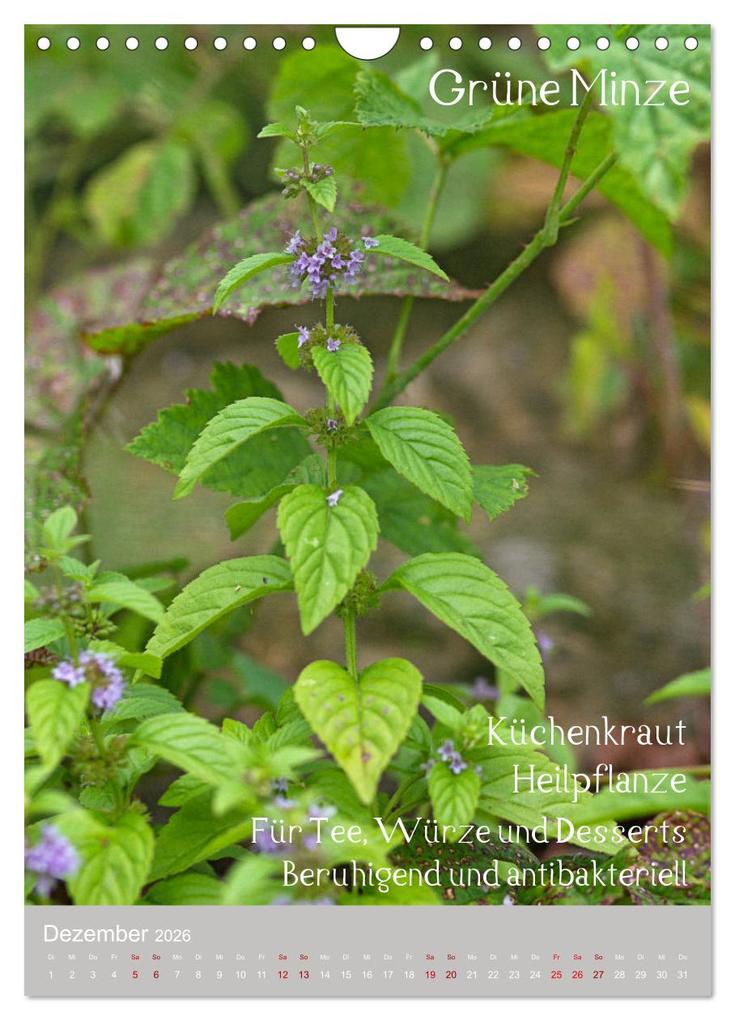 Weitere Ansicht: Unkräuter - Nützliche Wildpflanzen auf der Wiese (Wandkalender 2026 DIN A4 hoch), CALVENDO Monatskalender | Drachenkind-Fotografie Drachenkind-Fotografie, Calvendo, Drachenkind-Fotografie