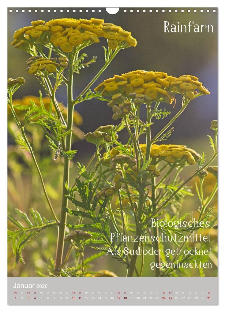 Weitere Ansicht: Unkräuter - Nützliche Wildpflanzen auf der Wiese (Wandkalender 2026 DIN A3 hoch), CALVENDO Monatskalender | Drachenkind-Fotografie Drachenkind-Fotografie, Calvendo, Drachenkind-Fotografie