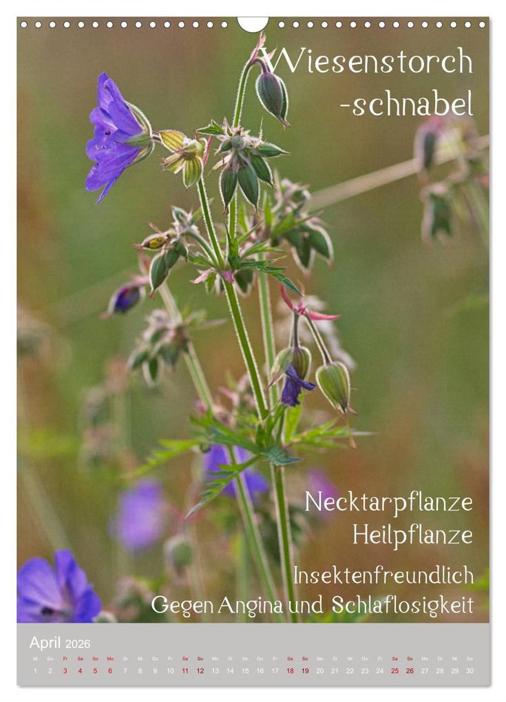 Weitere Ansicht: Unkräuter - Nützliche Wildpflanzen auf der Wiese (Wandkalender 2026 DIN A3 hoch), CALVENDO Monatskalender | Drachenkind-Fotografie Drachenkind-Fotografie, Calvendo, Drachenkind-Fotografie