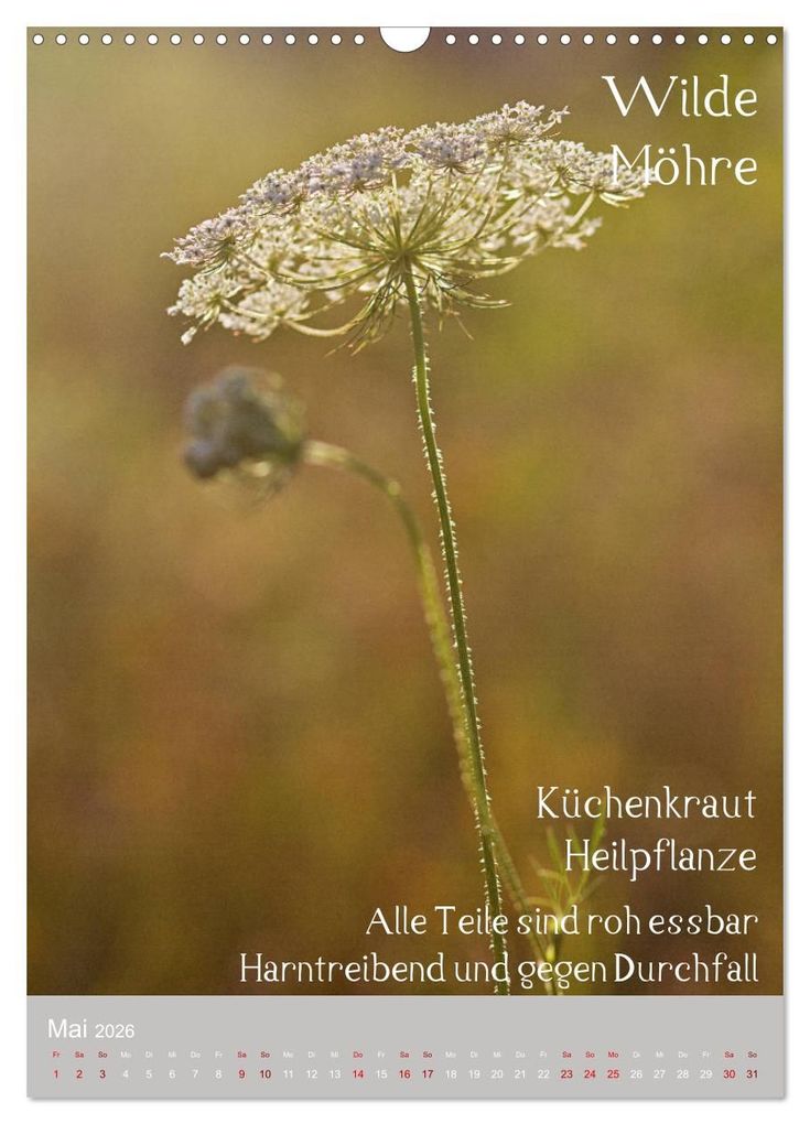 Weitere Ansicht: Unkräuter - Nützliche Wildpflanzen auf der Wiese (Wandkalender 2026 DIN A3 hoch), CALVENDO Monatskalender | Drachenkind-Fotografie Drachenkind-Fotografie, Calvendo, Drachenkind-Fotografie