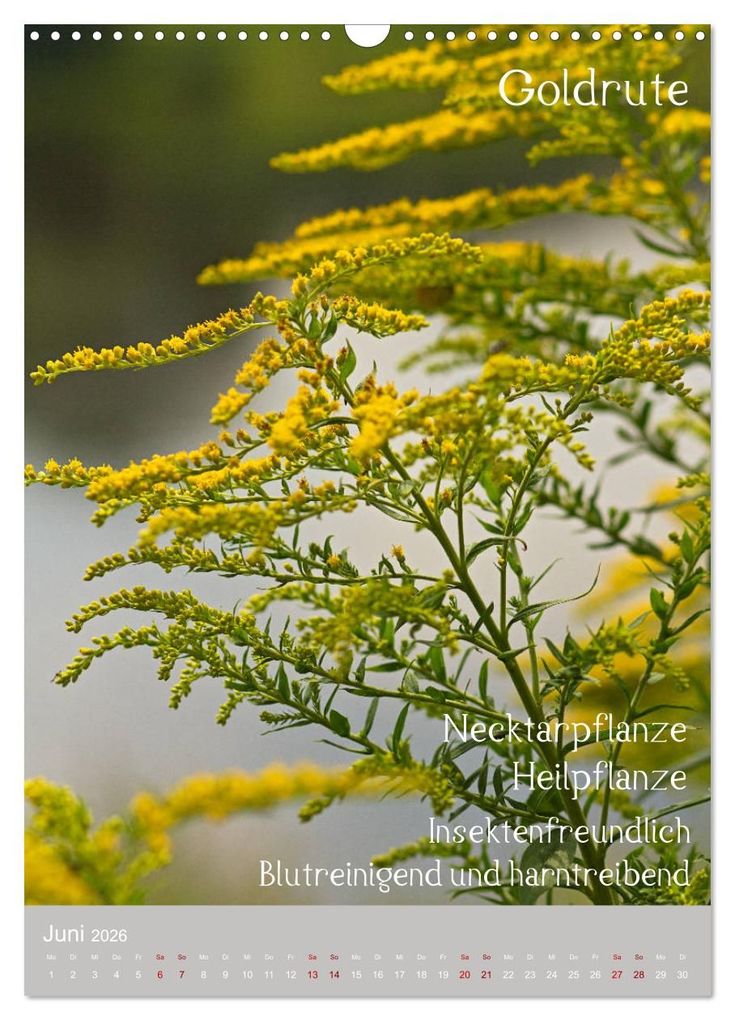 Weitere Ansicht: Unkräuter - Nützliche Wildpflanzen auf der Wiese (Wandkalender 2026 DIN A3 hoch), CALVENDO Monatskalender | Drachenkind-Fotografie Drachenkind-Fotografie, Calvendo, Drachenkind-Fotografie