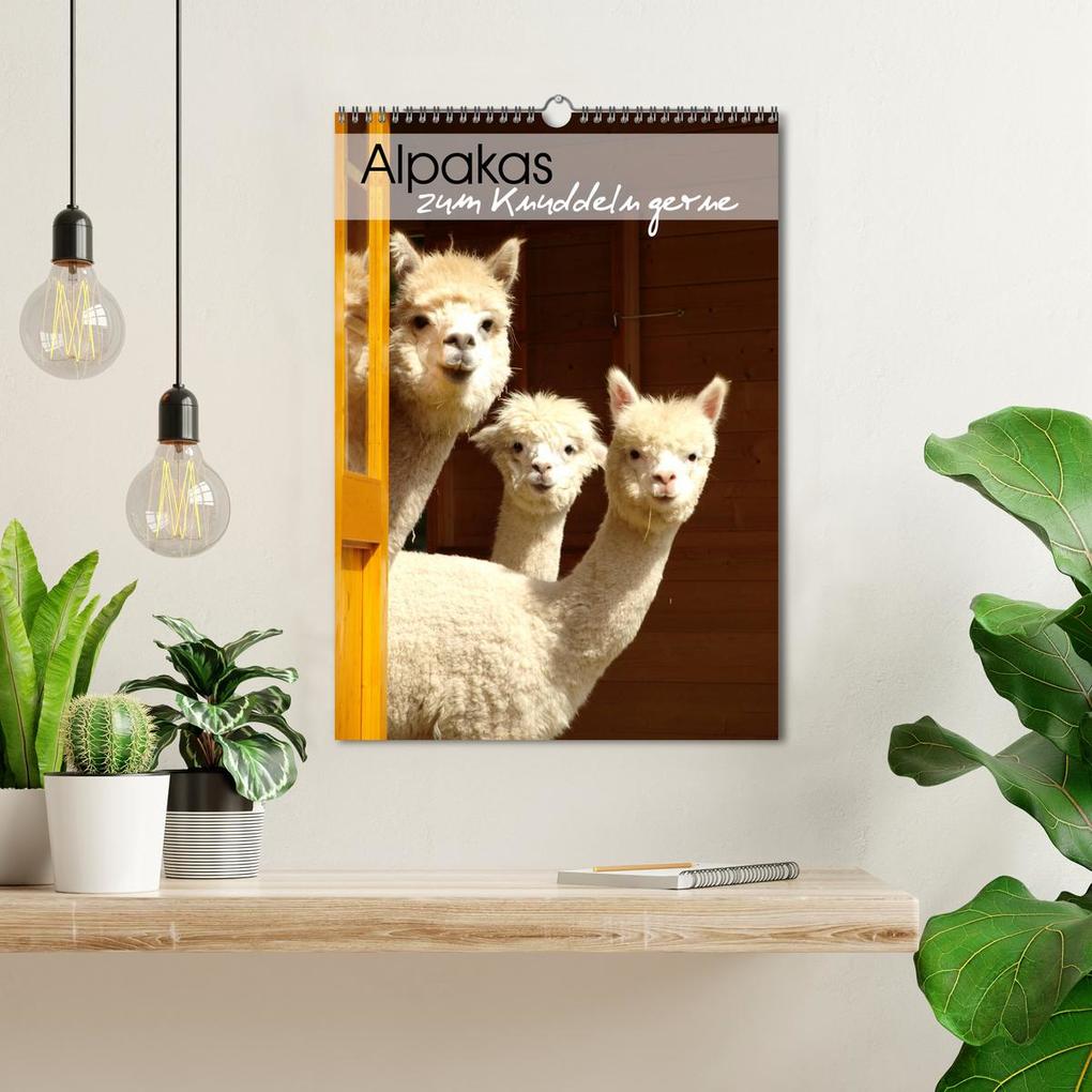 Weitere Ansicht: Alpakas zum Knuddeln gerne (Wandkalender 2026 DIN A3 hoch), CALVENDO Monatskalender | Heidi Rentschler, Calvendo
