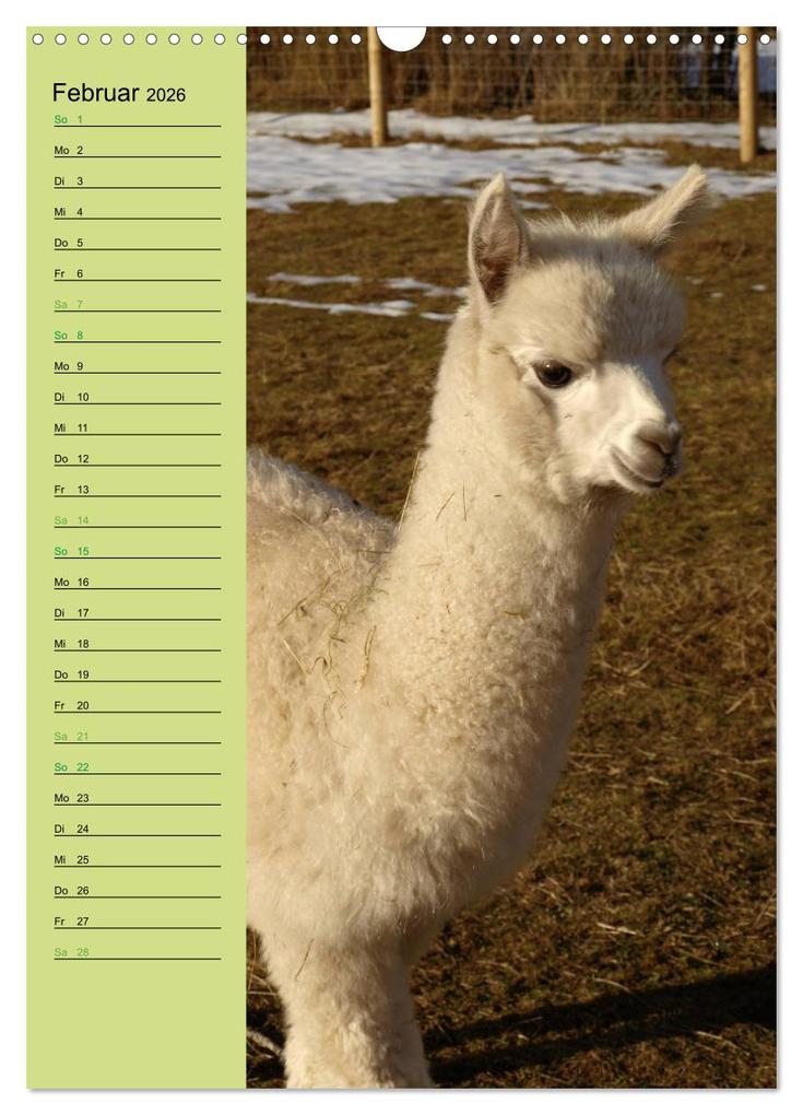 Weitere Ansicht: Alpakas zum Knuddeln gerne (Wandkalender 2026 DIN A3 hoch), CALVENDO Monatskalender | Heidi Rentschler, Calvendo