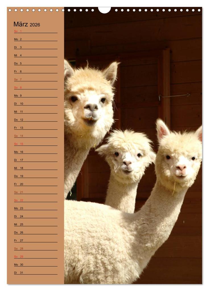 Weitere Ansicht: Alpakas zum Knuddeln gerne (Wandkalender 2026 DIN A3 hoch), CALVENDO Monatskalender | Heidi Rentschler, Calvendo