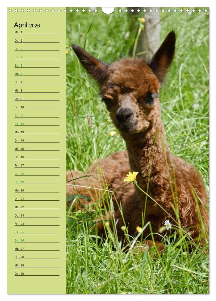 Weitere Ansicht: Alpakas zum Knuddeln gerne (Wandkalender 2026 DIN A3 hoch), CALVENDO Monatskalender | Heidi Rentschler, Calvendo