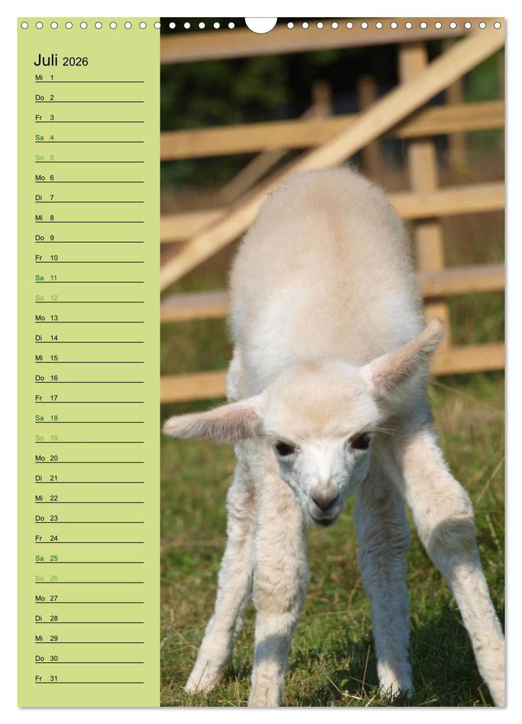 Weitere Ansicht: Alpakas zum Knuddeln gerne (Wandkalender 2026 DIN A3 hoch), CALVENDO Monatskalender | Heidi Rentschler, Calvendo