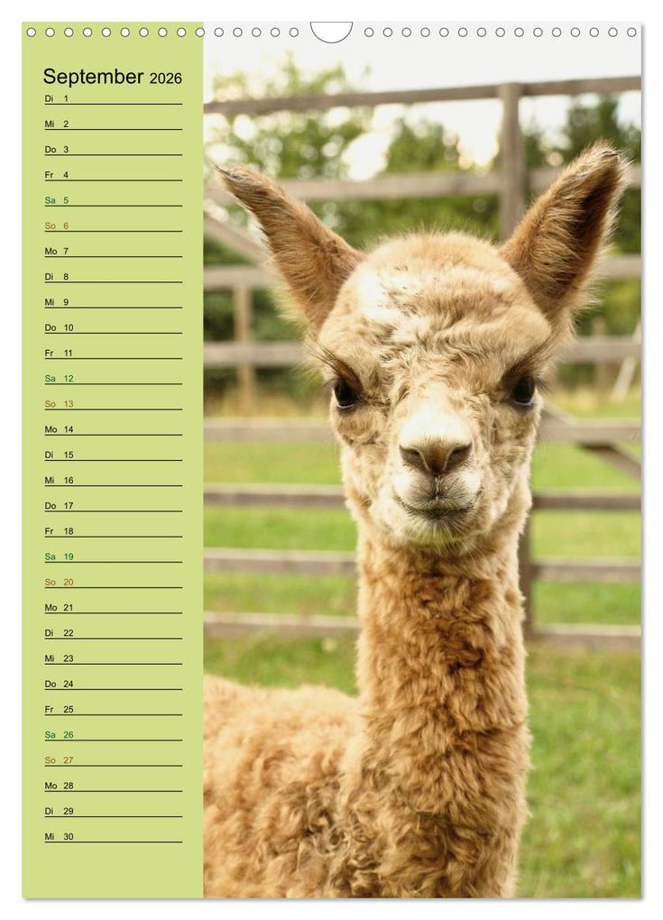 Weitere Ansicht: Alpakas zum Knuddeln gerne (Wandkalender 2026 DIN A3 hoch), CALVENDO Monatskalender | Heidi Rentschler, Calvendo