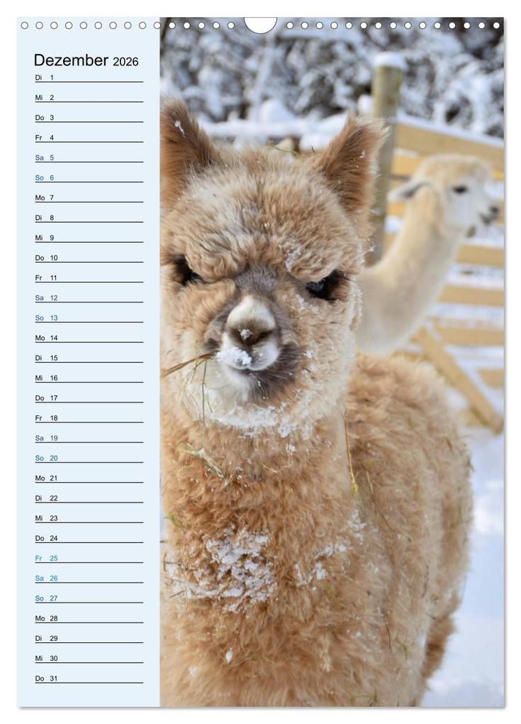 Weitere Ansicht: Alpakas zum Knuddeln gerne (Wandkalender 2026 DIN A3 hoch), CALVENDO Monatskalender | Heidi Rentschler, Calvendo