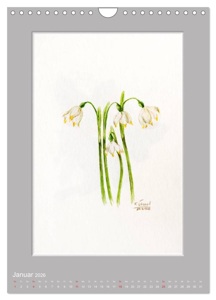 Weitere Ansicht: Alpenblumen Aquarelle aus Tirol (Wandkalender 2026 DIN A4 hoch), CALVENDO Monatskalender | Peter Überall, Calvendo