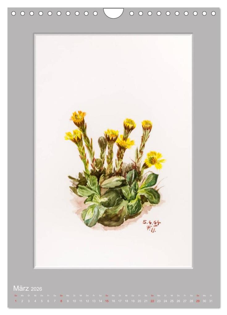 Weitere Ansicht: Alpenblumen Aquarelle aus Tirol (Wandkalender 2026 DIN A4 hoch), CALVENDO Monatskalender | Peter Überall, Calvendo