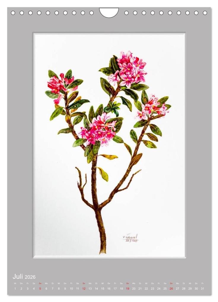 Weitere Ansicht: Alpenblumen Aquarelle aus Tirol (Wandkalender 2026 DIN A4 hoch), CALVENDO Monatskalender | Peter Überall, Calvendo
