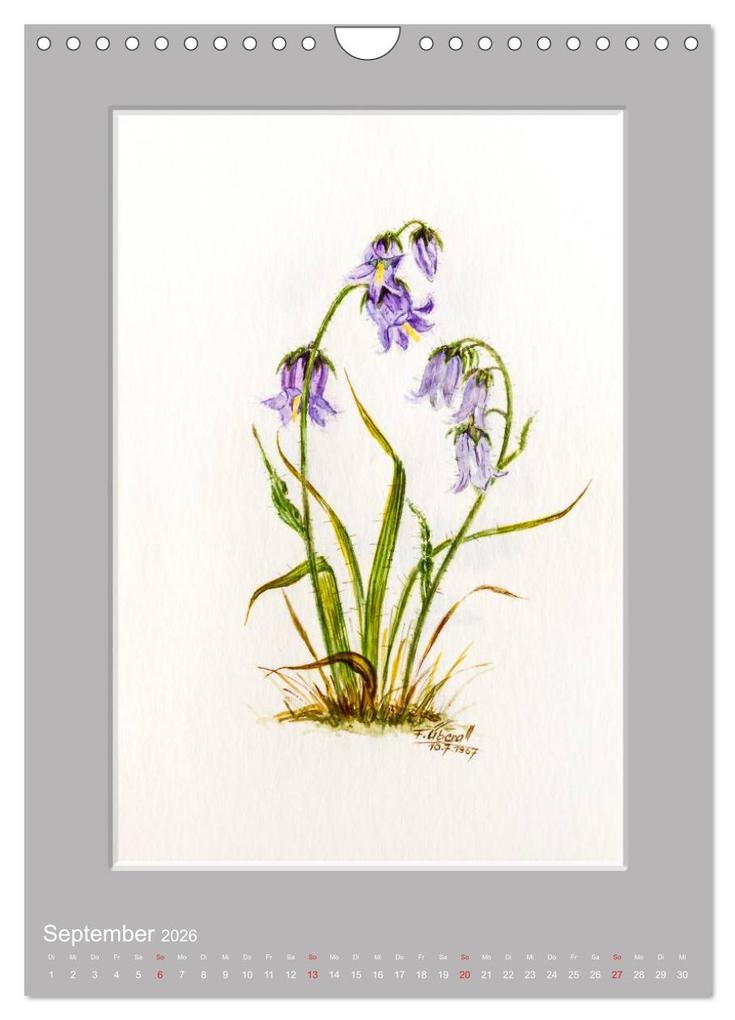 Weitere Ansicht: Alpenblumen Aquarelle aus Tirol (Wandkalender 2026 DIN A4 hoch), CALVENDO Monatskalender | Peter Überall, Calvendo