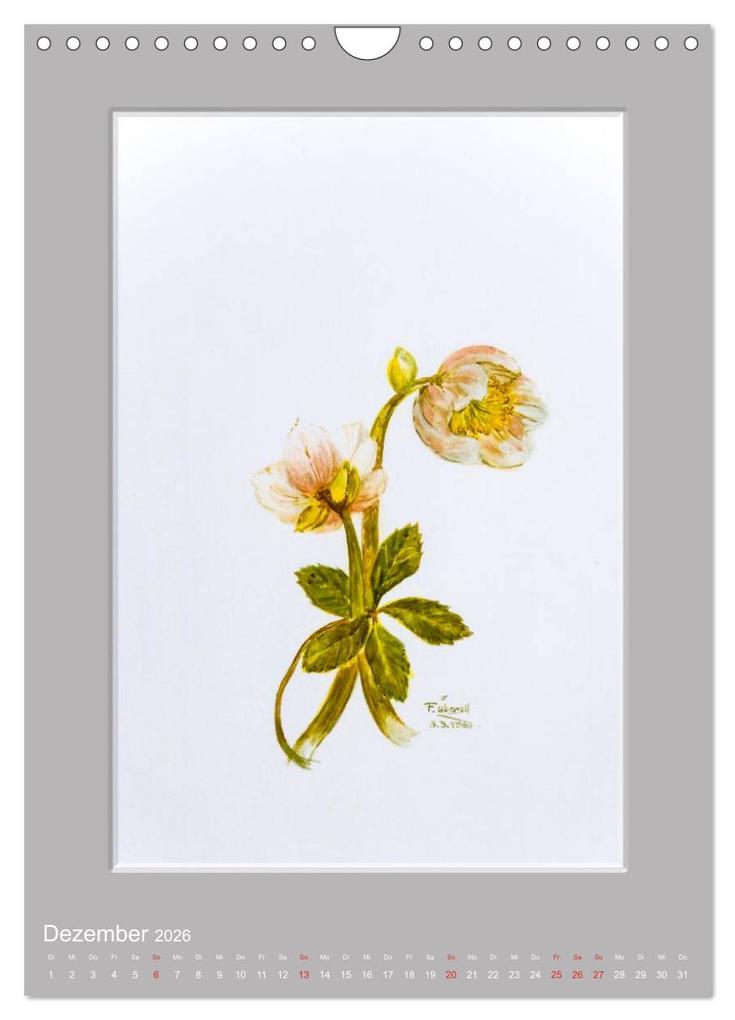Weitere Ansicht: Alpenblumen Aquarelle aus Tirol (Wandkalender 2026 DIN A4 hoch), CALVENDO Monatskalender | Peter Überall, Calvendo