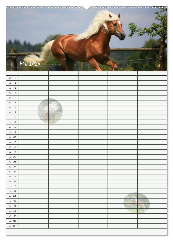 Weitere Ansicht: Haflinger Pferde - Stall- und Familienplaner 2026 (hochwertiger Premium Wandkalender 2026 DIN A2 hoch), Kunstdruck in Hochglanz | Natural-Golden.de Natural-Golden.de, Calvendo, Natural-Golden.de
