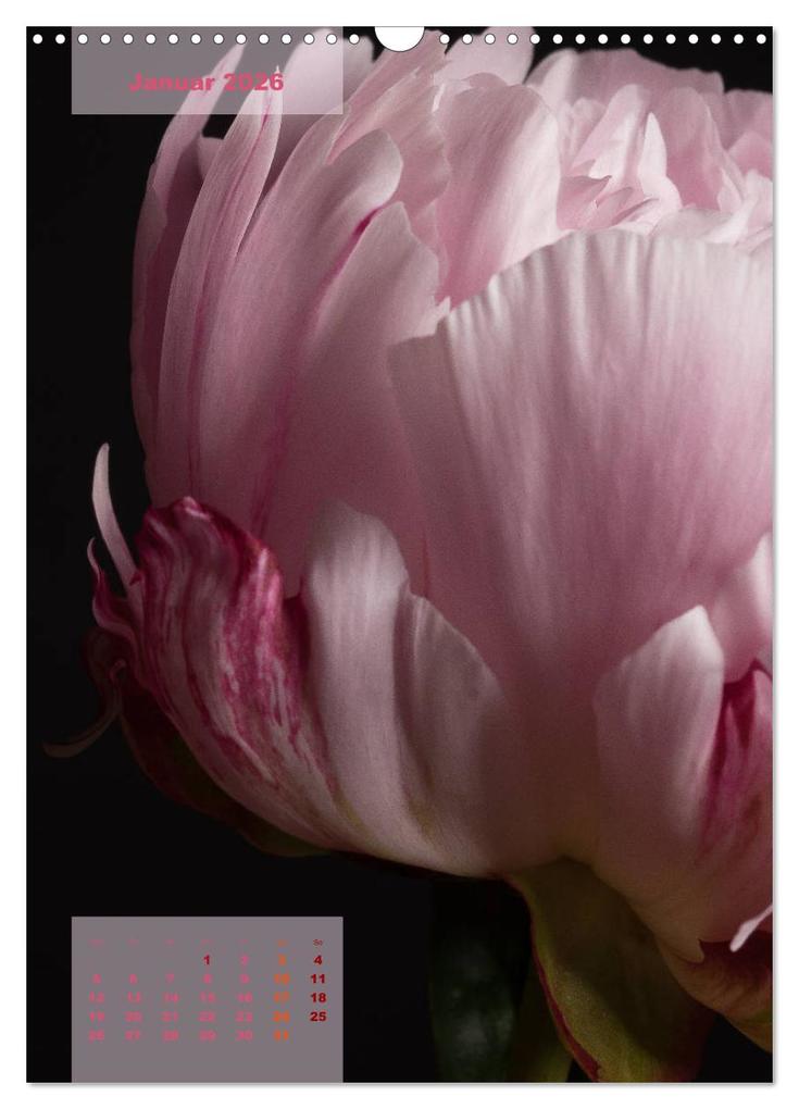 Weitere Ansicht: Die Königin der Rosen (Wandkalender 2026 DIN A3 hoch), CALVENDO Monatskalender | Susanne Stark Sugarsweet - Photo, Calvendo