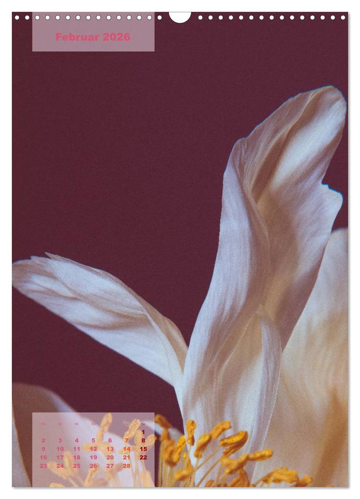 Weitere Ansicht: Die Königin der Rosen (Wandkalender 2026 DIN A3 hoch), CALVENDO Monatskalender | Susanne Stark Sugarsweet - Photo, Calvendo