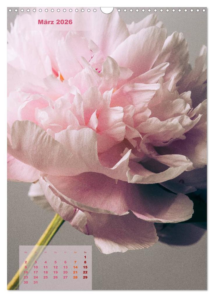 Weitere Ansicht: Die Königin der Rosen (Wandkalender 2026 DIN A3 hoch), CALVENDO Monatskalender | Susanne Stark Sugarsweet - Photo, Calvendo