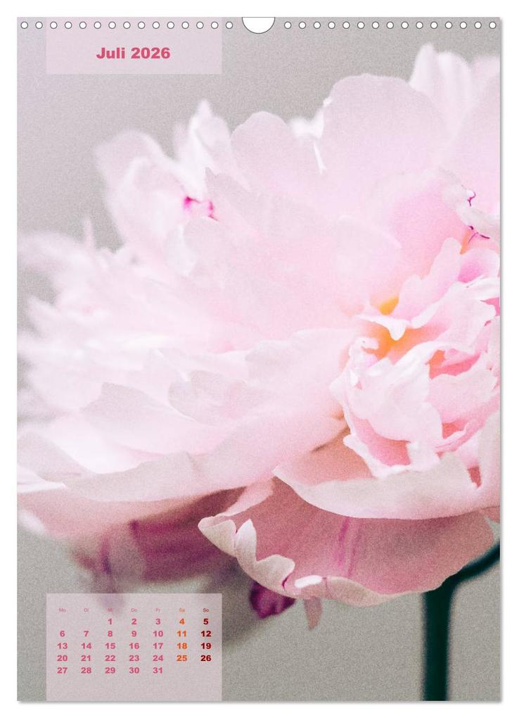 Weitere Ansicht: Die Königin der Rosen (Wandkalender 2026 DIN A3 hoch), CALVENDO Monatskalender | Susanne Stark Sugarsweet - Photo, Calvendo