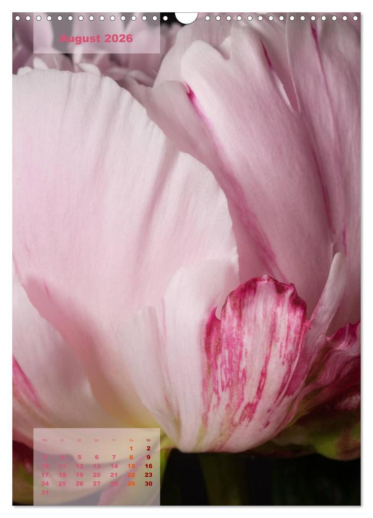 Weitere Ansicht: Die Königin der Rosen (Wandkalender 2026 DIN A3 hoch), CALVENDO Monatskalender | Susanne Stark Sugarsweet - Photo, Calvendo